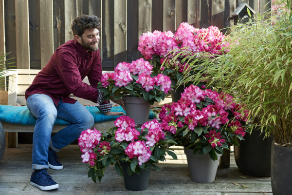 Rhododendron: A Botanical Marvel of Color and Diversity